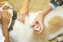 Vaccinaties bij honden
