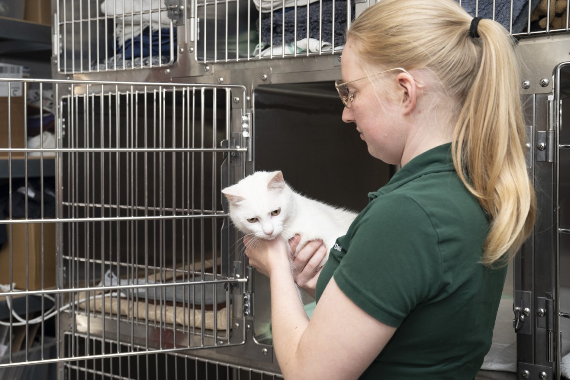 katten in deil